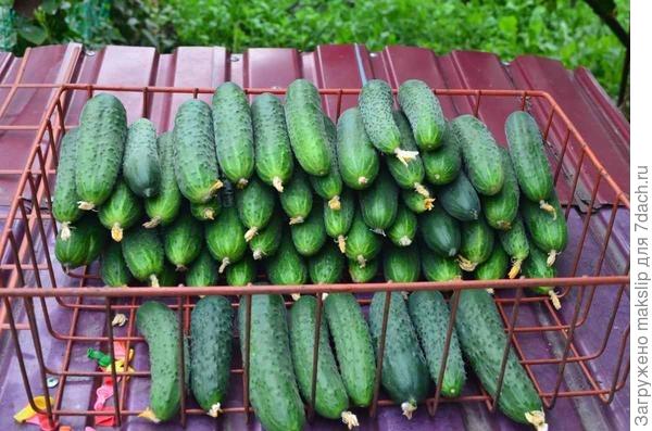 Спино на переднем плане, Паратунка сзади