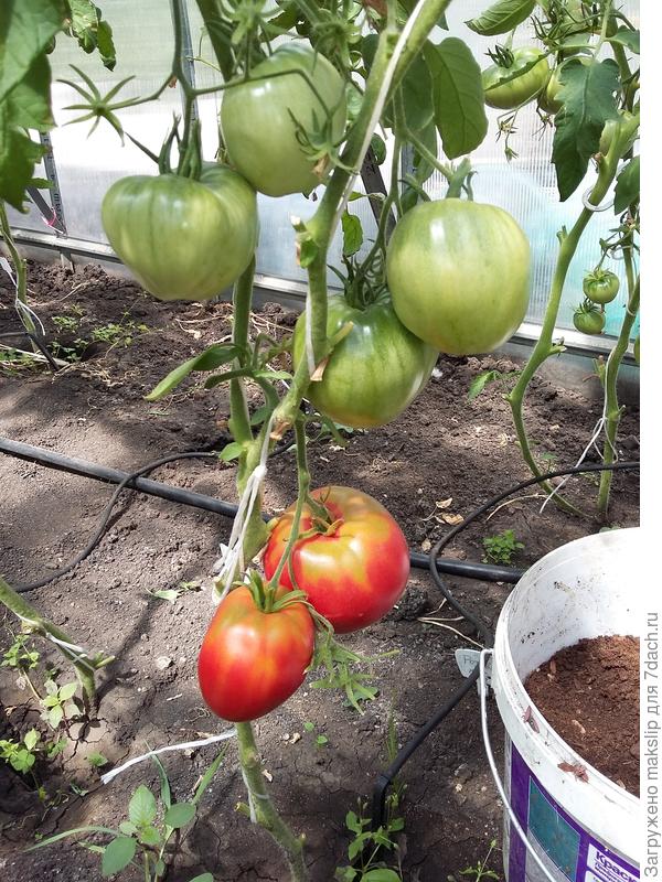 Розовый Мед