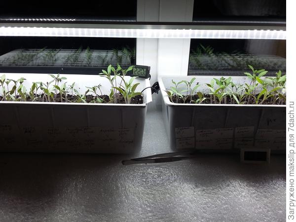 У нас экран открыт. В комнате около 23 градусов, на улице 0 и пасмурно уже четвертый день. На каждом подоконнике стоит свой термометр. На томатах 22 градуса.