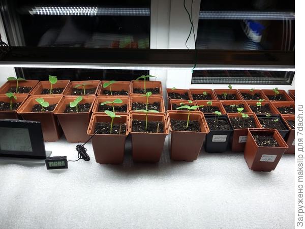 Огурцы и капуста