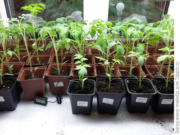 Немного перерастает!