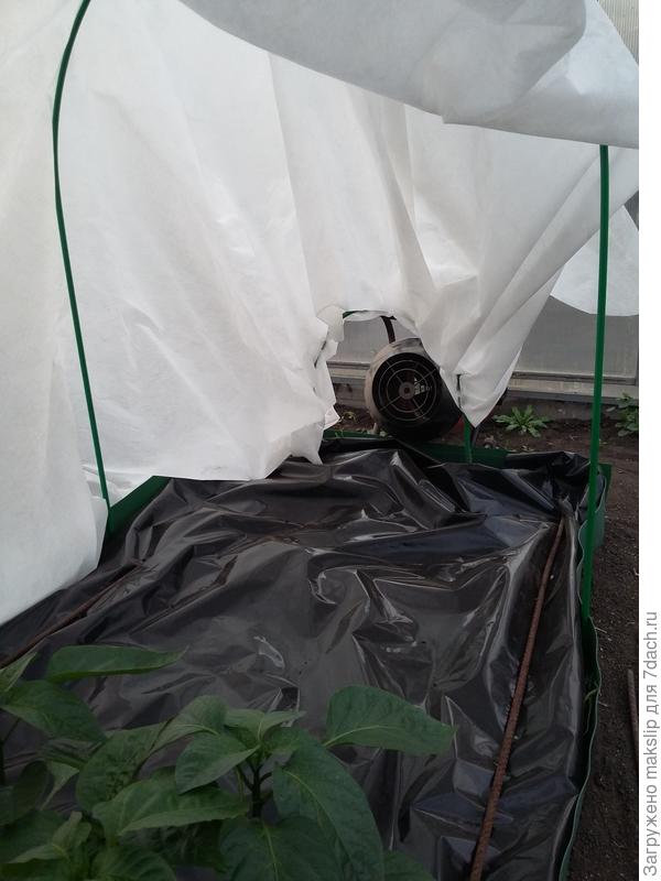 Пушка. Вид из парника