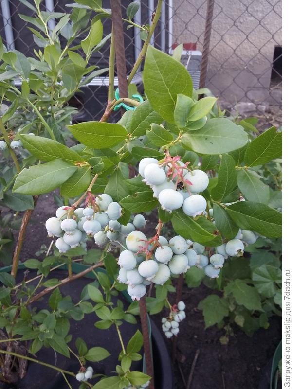 Еще голубика