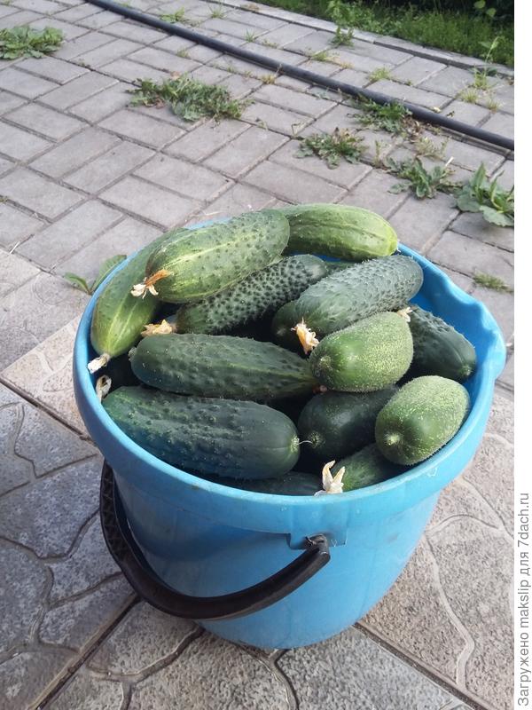 Дневной урожай