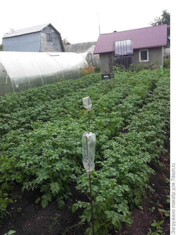 Основная грядка