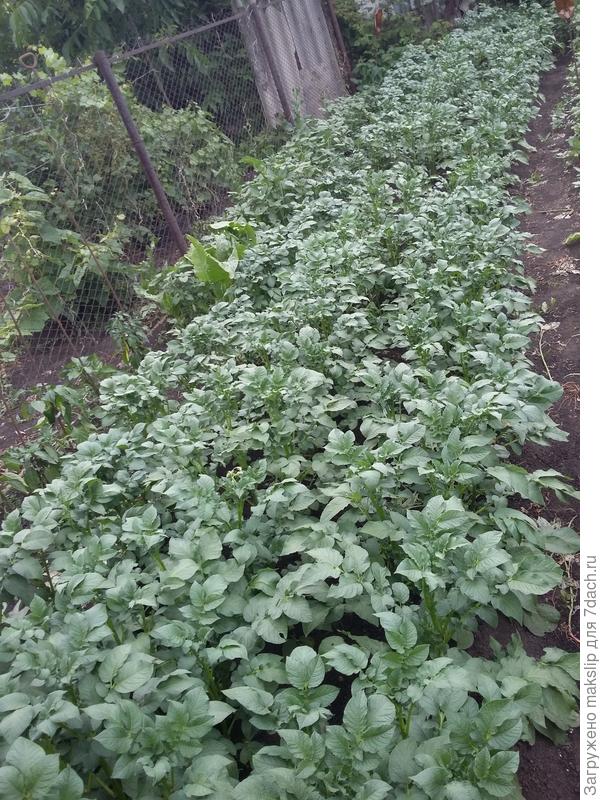 Третья грядка