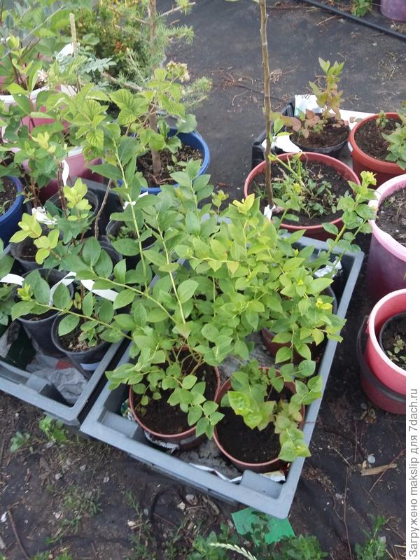 Дедсад. Для посадки следующей весной