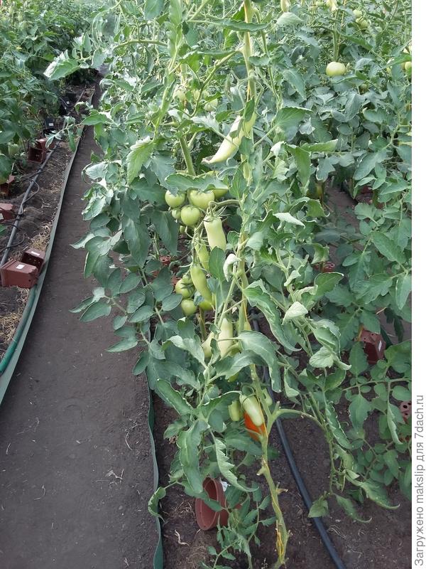 вот банан или супер банан, не помню!