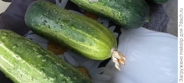 Так они и есть с белыми шипами!