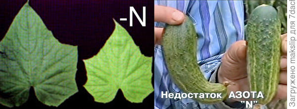 Не хватает Азота!