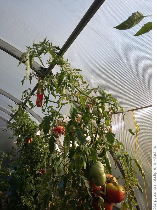 Розовый мед - 2 с лишним метра