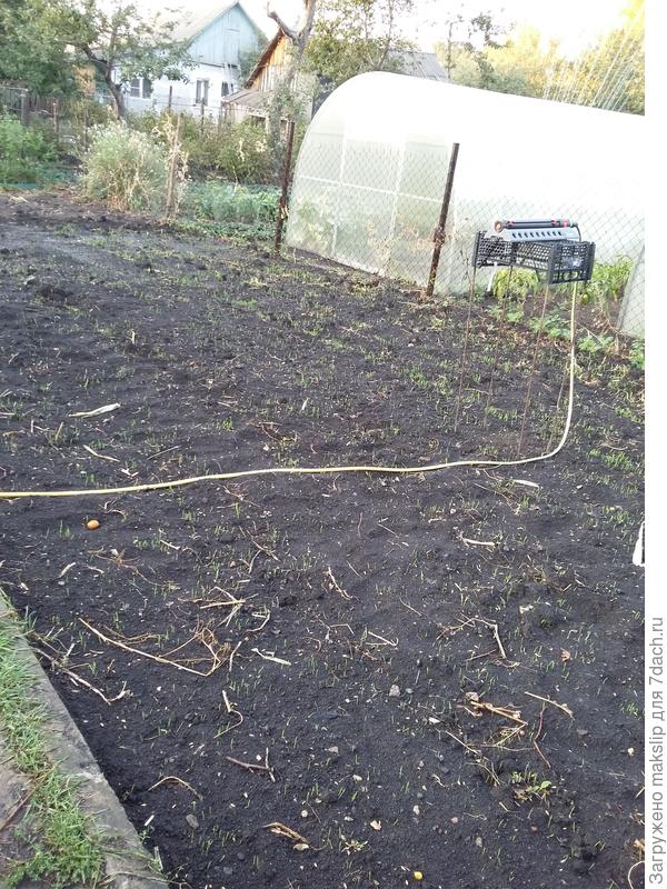 Пробуем сеять овес