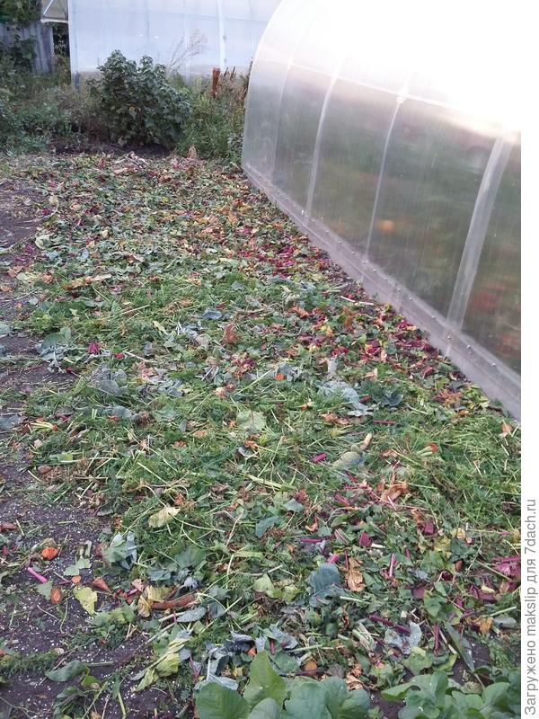 Мелко порезанная ботва моркови и бурака