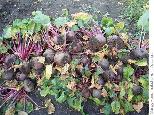 Разных сортов, около 5-ти