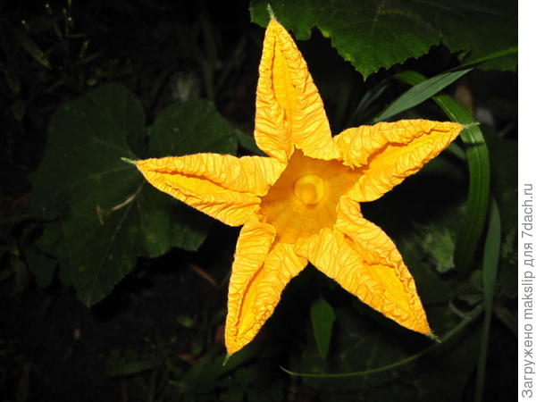 Звезда дачного сезона