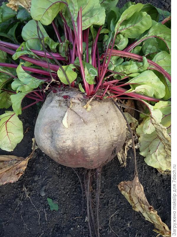 Ну куда такую?