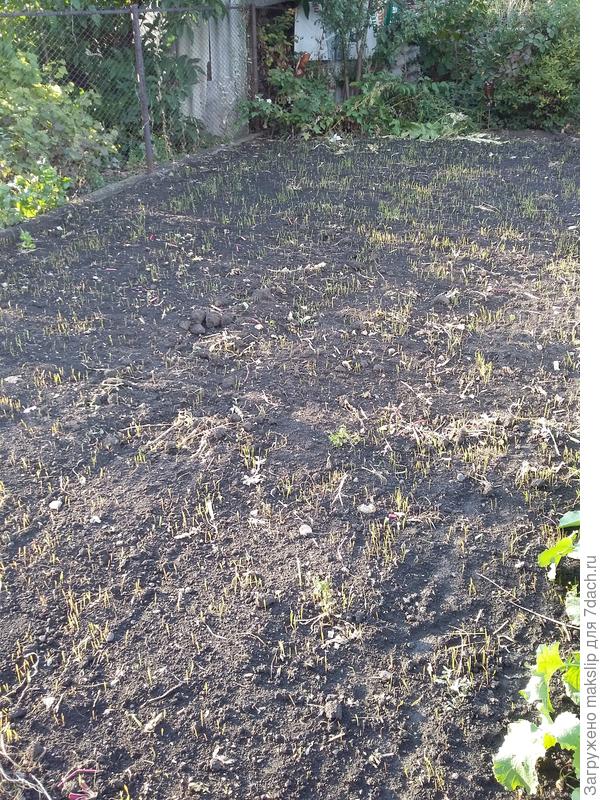 Рожь, посеянная 13 сентября