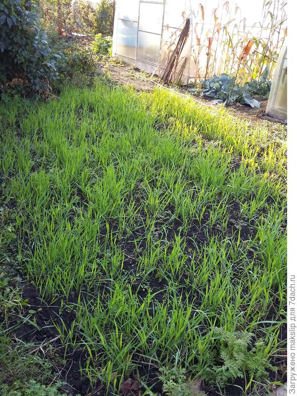 Овес, посеянный 15 июля