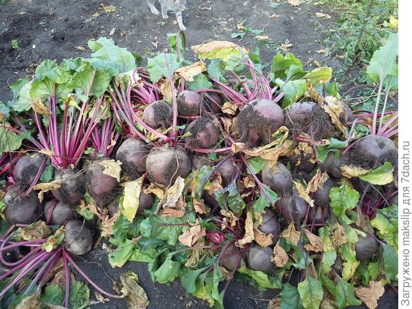 Свекла при соседстве с сорняками.