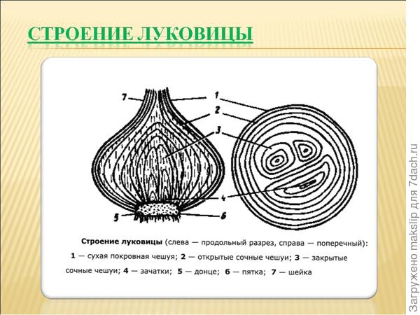 Выполнив лабораторную работу строение клубня на рисунке соедините стрелками соответствующие части