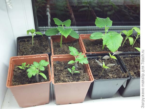 Огурец, перец, томат и баклажан.