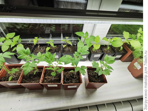 Домашний огород