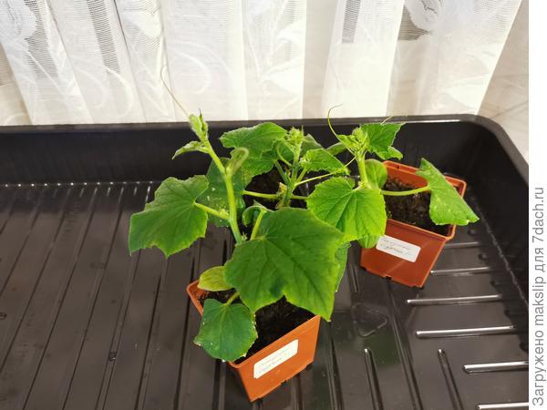 Огурцы. Жарко им.