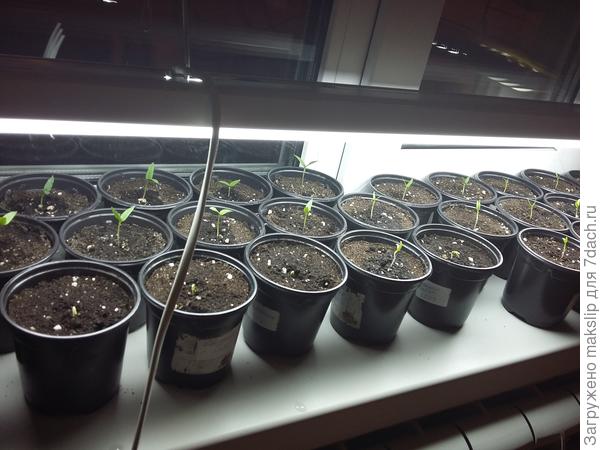 Подоконник чистый, никакой земли нет!