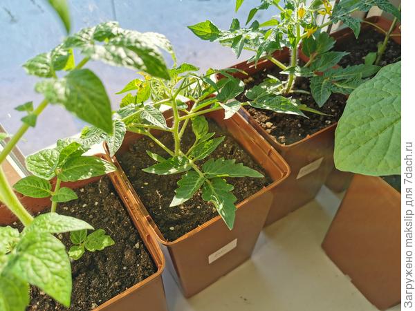 Не смотря на то, что земля в горшке подсохла. На фото виден зазор между грунтом и горшком и то не высыпается.