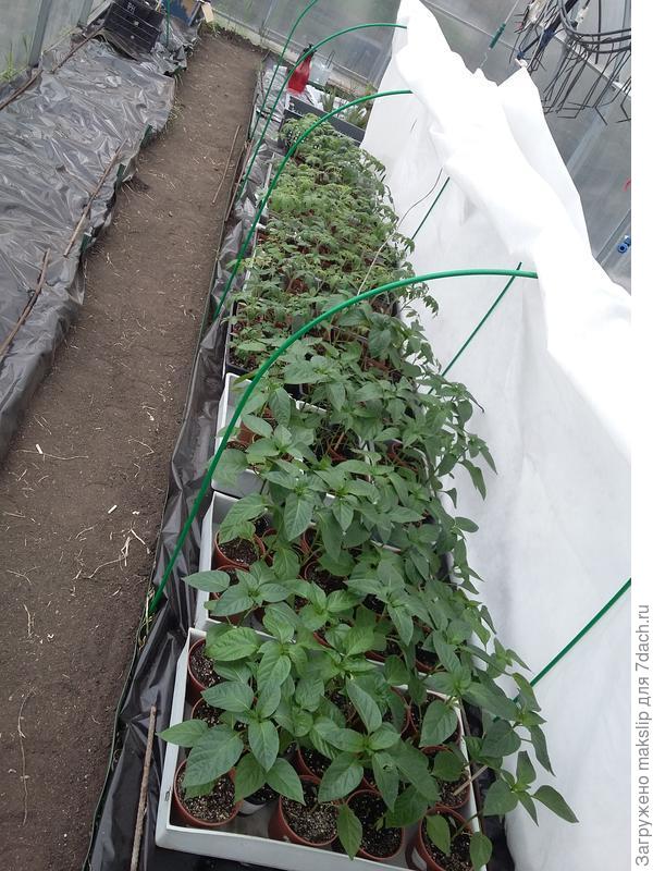 парник в теплице