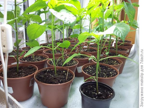 На этой фотке хорошо видно!!!