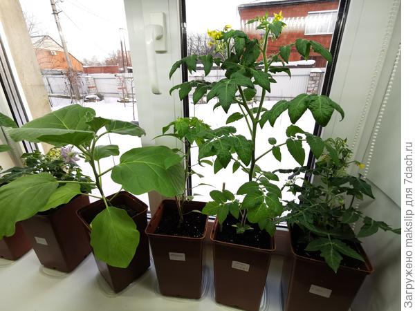 Томат Оранжевая шапочка