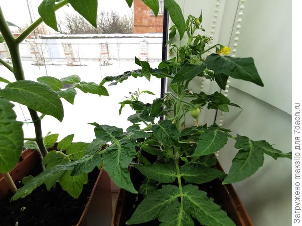 Томат Беби с помидоркой