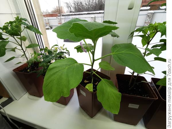 Баклажан Медальон. Цветет