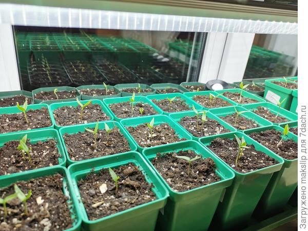 Перцы на подоконнике