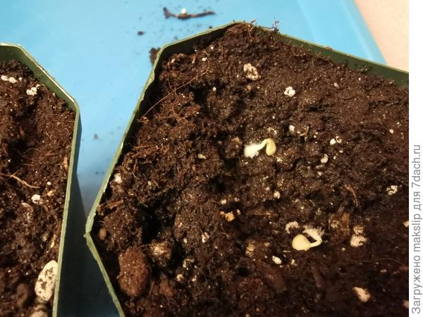 Посев Какаду