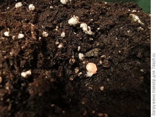 Посев Помпео