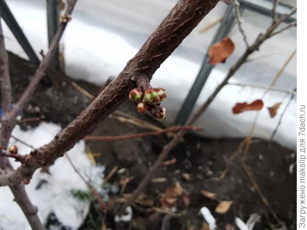 Почки на сливе