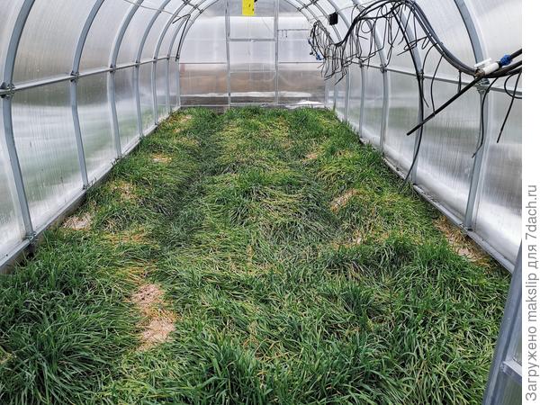 Рожь в теплице