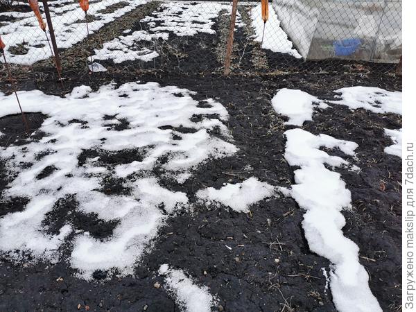 Всходит лук и чеснок