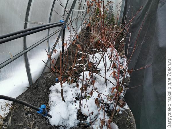 Накидал снег