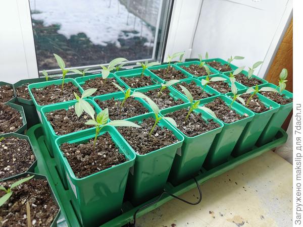 Растет перец