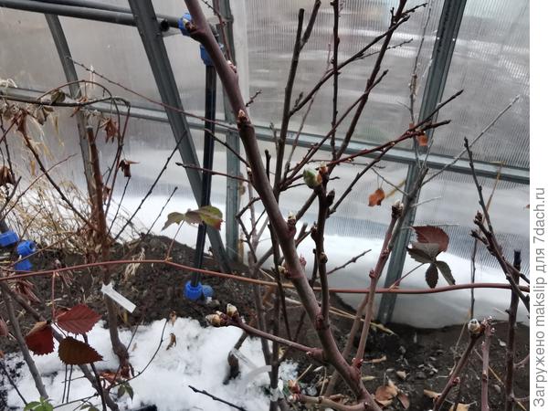 Почки на миндале