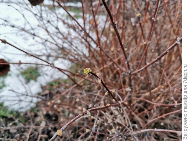 Жимолость распускается