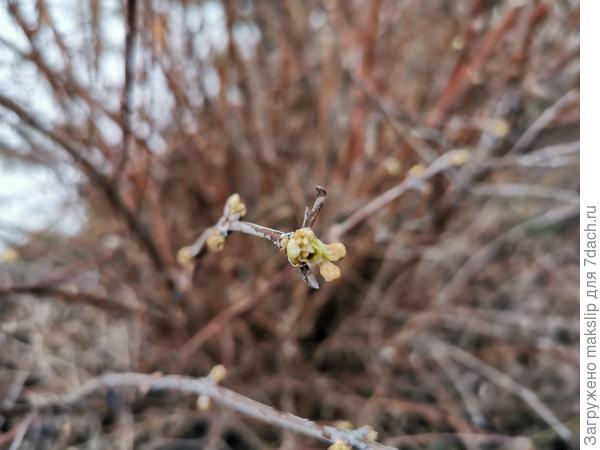 Почки жимолости