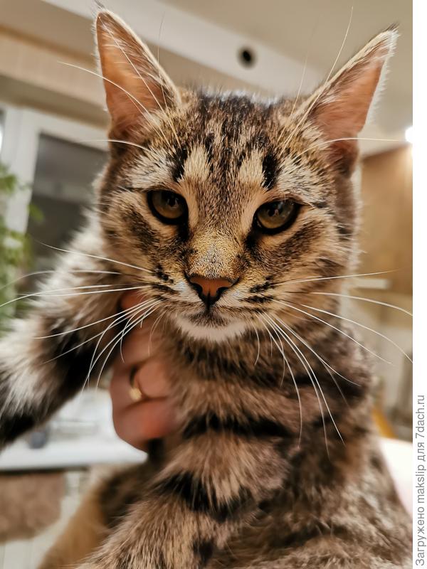 Это наша Муська!