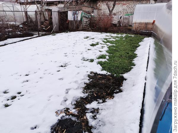 Рожь в огороде