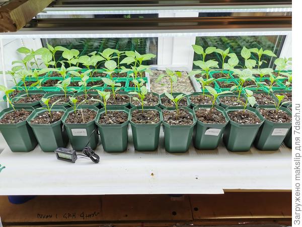 Перцы уже колосятся)))