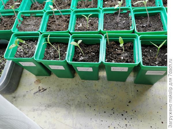 Проклюнулись на 6-7 день. После посева взошли на второй-третий.