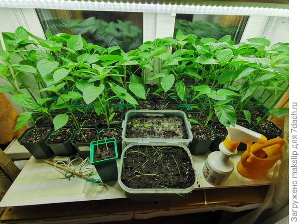 Всходы с 20 по 23 февраля